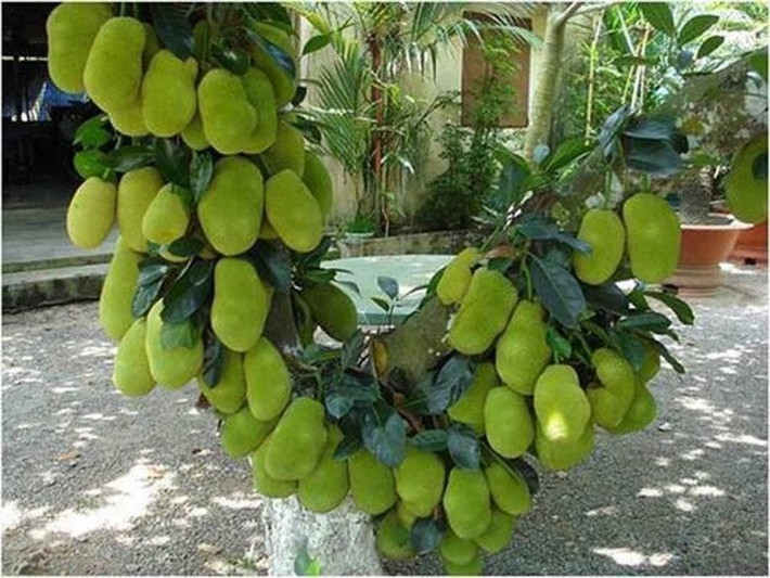 Tệ hơn, trong phong thủy, cây rậm rạp che chắn ánh sáng vào cửa chính có thể cản trở luồng sinh khí, khiến năng lượng tích cực khó lưu thông trong nhà, từ đó ảnh hưởng đến sức khỏe, tinh thần và tài lộc của các thành viên.