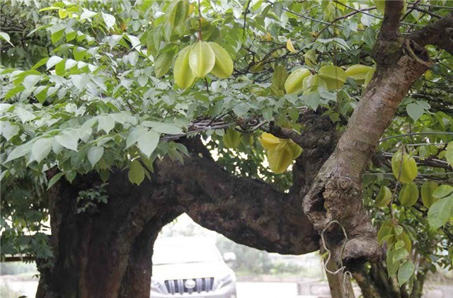9. Người mệnh Hỏa, Thổ – tuổi Tỵ, Ngọ, Dậu đặc biệt hợp trồng khế: Khế thân gỗ nâu, quả vàng đỏ nên hợp với mệnh Thổ và Hỏa. Tuổi Tỵ, Ngọ, Dậu trồng khế sẽ giúp củng cố may mắn, ổn định tinh thần và tăng thêm vận phát tài.