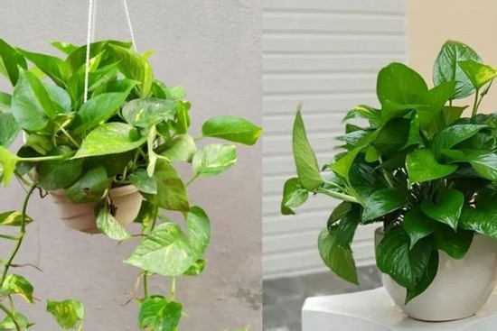 Chỉ 24 giờ: Trầu bà giảm 78–85% độc tố trong không khí. Theo một nghiên cứu năm 2023, cây trầu bà có thể làm sạch không khí trong phòng kín chỉ trong vòng 1 ngày – hiệu quả không kém gì máy lọc điện tử.