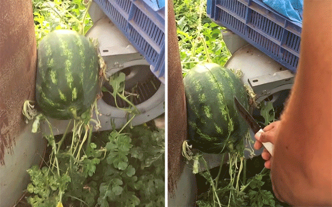 Dưa hấu là một loài dây leo nên có thể dùng tua cuốn để leo giàn hay bò lan trên mặt đất và quả dưa có thể mọc ở bất cứ vị trí nào. Nhưng ngôi vị quả dưa mọc "ngang ngược" nhất là đây.