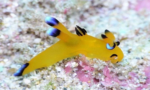 Ly kỳ câu chuyện về sinh vật giống hệt Pikachu