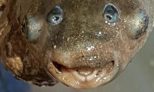 Kỳ quái những sinh vật bốn mắt dị thường