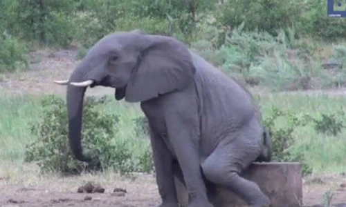 Chết cười hình ảnh động vật gãi ngứa siêu ngộ nghĩnh