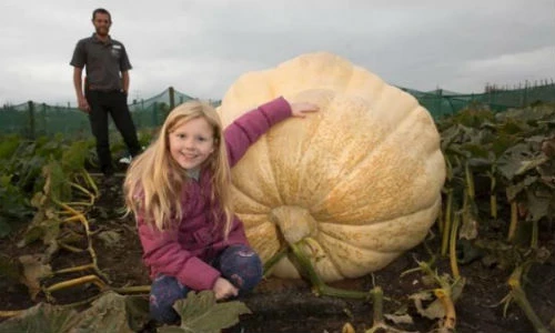 Choáng ngợp bí ngô đắt nhất thế giới 44 triệu đồng/hạt