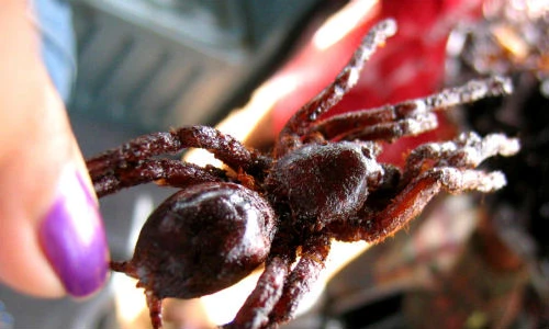 Nổi da gà với món ăn kinh dị nhất Campuchia