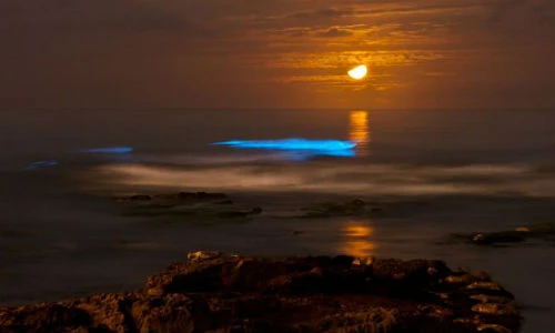 Tận mục những bãi biển tự phát sáng khắp thế giới