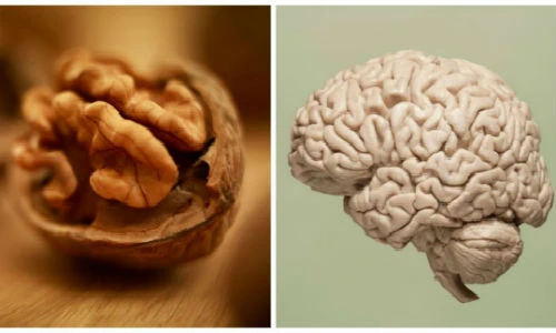 Thực phẩm giống bộ phận cơ thể người tốt cho sức khỏe