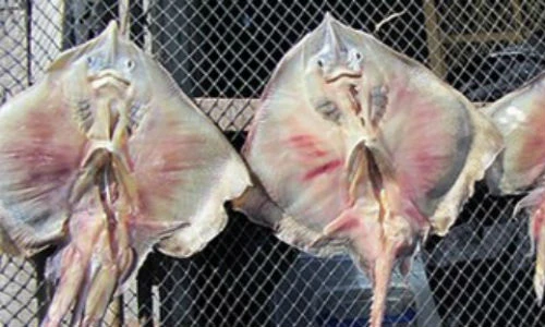 Kinh hãi đặc sản cá lên men bốc mùi hôi thối