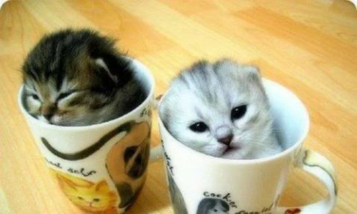 Hình ảnh mèo cuộn mình trong cốc không yêu không được