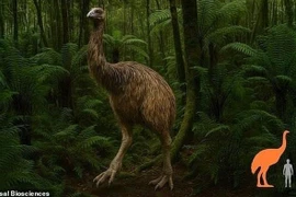 Chi 15 triệu USD để hồi sinh 'quái điểu' cao 3,6m thời tiền sử