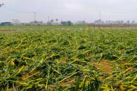 Mưa đá, dông lốc gây ảnh hưởng tới 4.000 hộ dân một xã ở Thanh Hóa