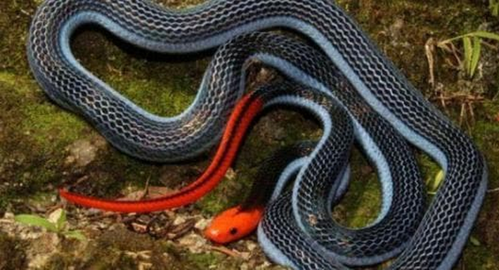 Nọc độc của chúng có thể tấn công não và gây tê liệt tế bào não, khiến nạn nhân gục xuống và chịu đựng cơn đau khủng khiếp trước khi chết. Thức ăn của chúng những con thằn lằn nhỏ, rắn, loài bò sát và động vật lưỡng cư.