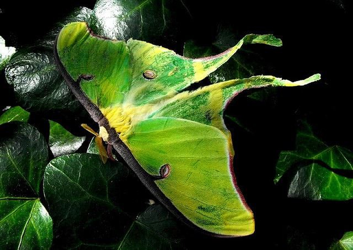 Bướm đêm Luna là loài động vật ấn tượng và xinh đẹp mà chúng ta chỉ có thể tìm thấy chúng ở Bắc Mỹ. Chúng chỉ sống trong các vùng rừng rụng lá ở Mỹ, Nam Canada và Bắc Mexico. Chúng là loài bướm lớn với sải cánh lên đến 11,5 cm. Đôi cánh này có màu xanh lá cây sáng, rộng và có hình dáng đặc biệt. Cả hai cánh trước và sau của bướm đêm Luna đều có những đốm mắt tuyệt đẹp.