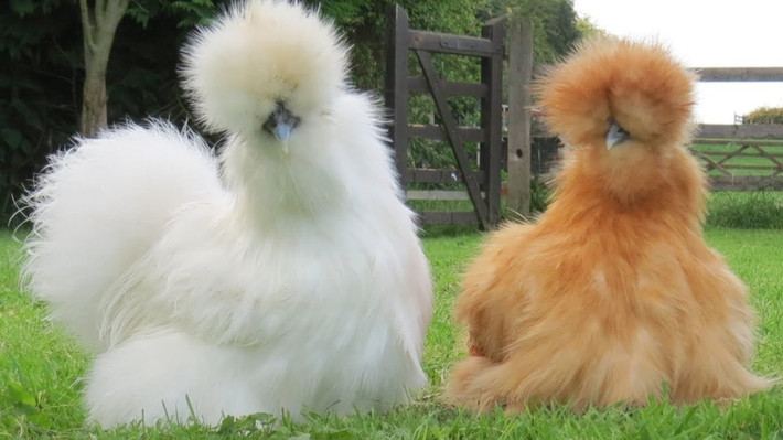 Loài gà lông xù, hay còn gọi là gà lông lụa, gà Silkie, có bộ lông xù phủ kín, chỉ lộ mỗi mỏ, cực kỳ đáng yêu