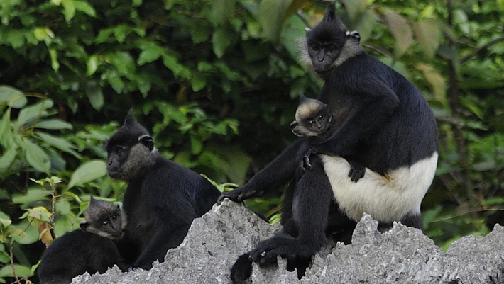 Voọc mông trắng hay voọc quần đùi trắng (Trachypithecus delacouri) là loài linh trưởng đặc hữu Việt Nam, chỉ còn hơn 200 cá thể được phân bố tại các điểm tách biệt nhau thuộc các tỉnh Ninh Bình, Hà Nam, Hòa Bình và Thanh Hóa. Loài này được xếp loại Rất nguy cấp trong Sách Đỏ Việt Nam. Cực kỳ nguy cấp trong Sách Đỏ IUCN.