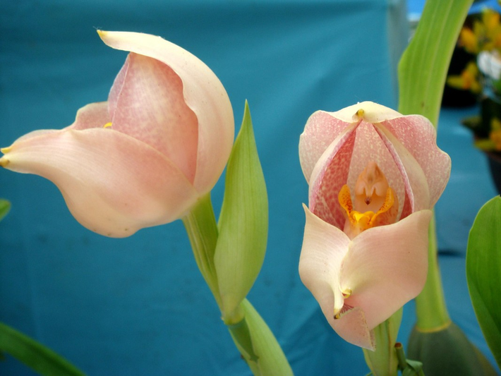 Loài hoa lan tulip thích hợp trồng trong nhà kính và những nơi có độ ẩm cao.