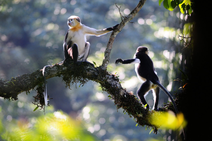 Voọc mũi hếch Bắc Bộ (Rhinopithecus avunculus) là loài linh trưởng đặc hữu Việt Nam, còn vài trăm cá thể trong các khu rừng ở ở Tuyên Quang, Cao Bằng, Yên Bái, Quảng Ninh, Hà Giang. Loài này được xếp loại Rất nguy cấp trong Sách Đỏ Việt Nam. Cực kỳ nguy cấp trong Sách Đỏ IUCN.