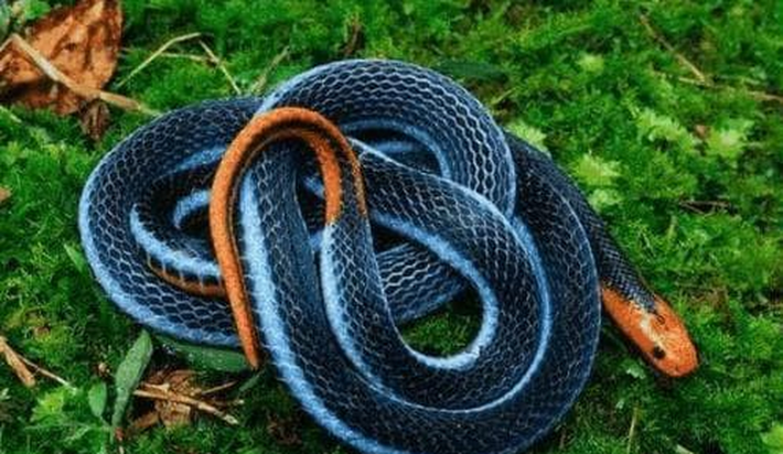 Rắn san hô xanh mặc dù không được xếp hạng về độc tố, nhưng chúng vẫn có nọc độc mạnh mẽ.