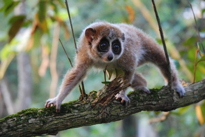Cu li nhỏ hay cu li chậm lùn (Nycticebus pygmaeus) có phạm vi phân bố rộng từ các tỉnh miền núi phía Bắc đến khu vực Đông Nam Bộ, gồm cả TP HCM. Loài này được xếp loại Sẽ nguy cấp trong Sách Đỏ Việt Nam. Nguy cấp trong Sách Đỏ IUCN.