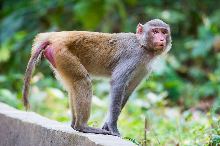 Khỉ vàng (Macaca mulatta) phân bố từ khu vực biên giới phía Bắc tới các tỉnh Tây Nguyên. Loài này được xếp loại Ít nguy cấp trong Sách Đỏ Việt Nam. Ít quan tâm trong Sách Đỏ IUCN.