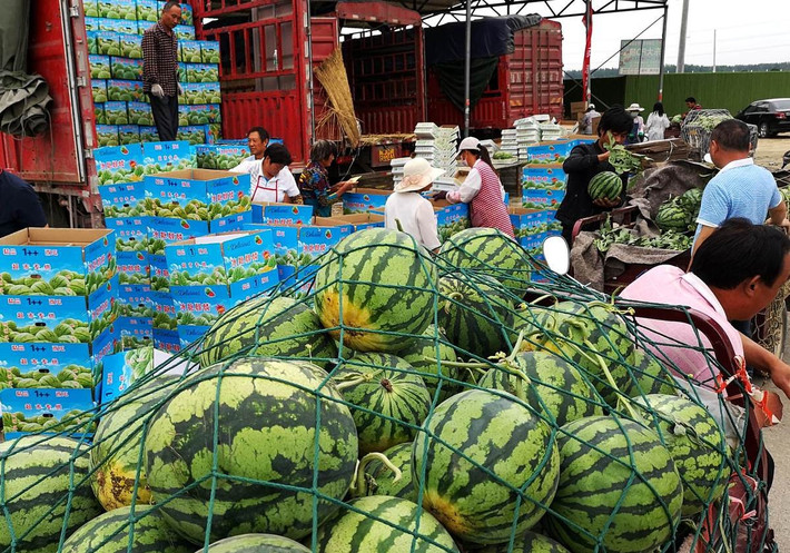 Cùng với các loại dưa nội địa trồng được, Trung Quốc cũng nhập khẩu một lượng lớn dưa hấu từ Việt Nam mỗi năm. Nhiều thợ "nội soi" dưa dấu theo đó cũng được thuê đến cửa để giúp chọn những lô dưa tốt nhất. Những người này còn được trả chi phí 1000 NDT mỗi ngày bao ăn ở, đi lại.