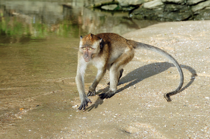 Khỉ đuôi dài (Macaca fascicularis) phân bố từ Thừa Thiên – Huế trở vào tới Kiên Giang. Loài này được xếp loại Ít nguy cấp trong Sách Đỏ Việt Nam. Sắp nguy cấp trong Sách Đỏ IUCN.