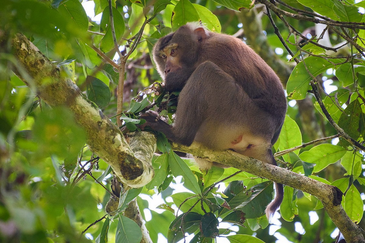 Khỉ đuôi lợn phương Bắc (Macaca leonina) được ghi nhận ở miền núi phía Bắc, Bắc Trung Bộ, Tây Nguyên và Đông Nam Bộ. Loài này được xếp loại Sẽ nguy cấp trong Sách Đỏ Việt Nam. Sắp nguy cấp trong Sách Đỏ IUCN.