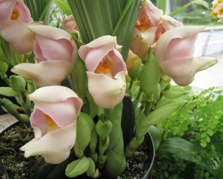 Hoa lan tulip còn được gọi bằng một cái tên thú vị khác là hoa lan hình chiếc nôi em bé.