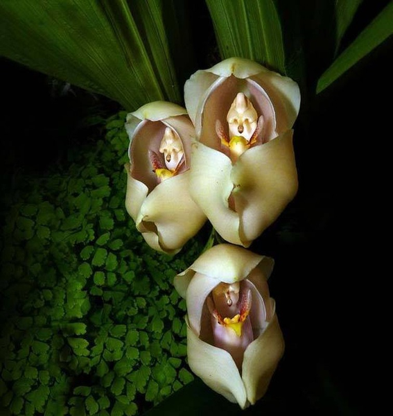 Giống hoa lan độc lạ này có tên khoa học là "Anguloa Uniflora".