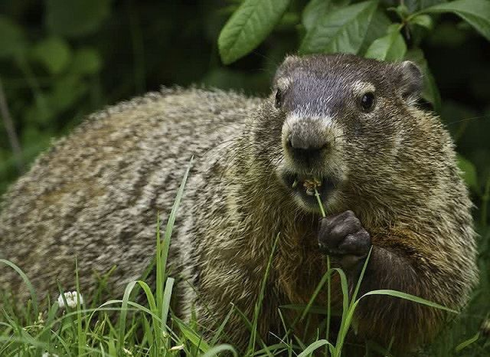 Macmot châu Mỹ có tên khoa học là "Marmota monax", là loài động vật có vú trong họ Sóc, bộ Gặm nhấm. Loài này phân bố rộng rãi ở Bắc Mỹ và phổ biến ở vùng Đông Bắc và Trung Tâm nước Mỹ. Chúng đào hang giỏi. Trong tự nhiên chúng có thể sống đến 6 năm còn trong tình trạng nuôi nhốt chúng có thể sống đến 9-14 năm tuổi. Kẻ thù săn mồi của loài động vật này có sói, sói đồng cỏ, cáo, đại bàng lớn và chó.