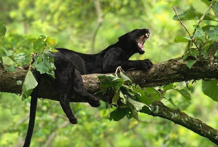 Chúng được tìm thấy ở châu Á, châu Phi và châu Mỹ, chủ yếu trong các khu rừng nhiệt đới và cận nhiệt đới.