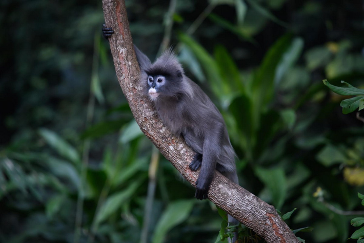 Voọc xám Đông Dương (Trachypithecus phayrei crepusculus) là một phân loài của voọc xám, phân bố ở miền núi phía Bắc và Bắc Trung Bộ. Loài này được xếp loại Sẽ nguy cấp trong Sách Đỏ Việt Nam. Nguy cấp trong Sách Đỏ IUCN.