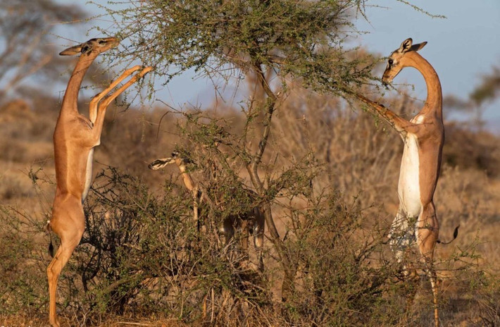 Linh dương Gerenuk còn đặc biệt ở chỗ chúng có thể đứng thẳng trên hai chân sau để ăn lá và cành cây thay vì gặm cỏ giống như hầu hết các loài linh dương khác.