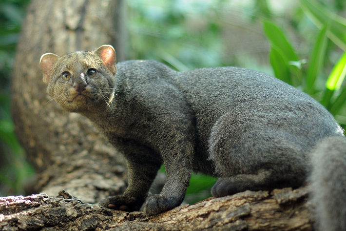 Mèo cây châu Mỹ (Herpailurus yagouaroundi), tên bản địa Jaguarundi, là một loài mèo hoang dã độc đáo có nguồn gốc từ châu Mỹ.