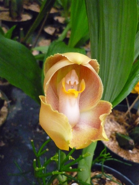 Hoa lan tulip được đánh giá là một trong những loài hoa lan lớn nhất. Một bông hoa lan có chiều dài khoảng hơn 10cm, cây cao lên đến 1m.