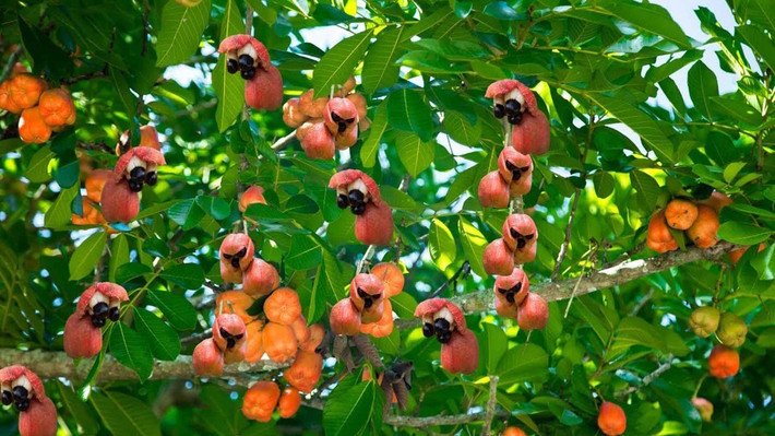 Quả ackee tương đối to, nặng từ 100-200g, khi chín có màu đỏ tươi và tự mở ra, nhìn rất bắt mắt