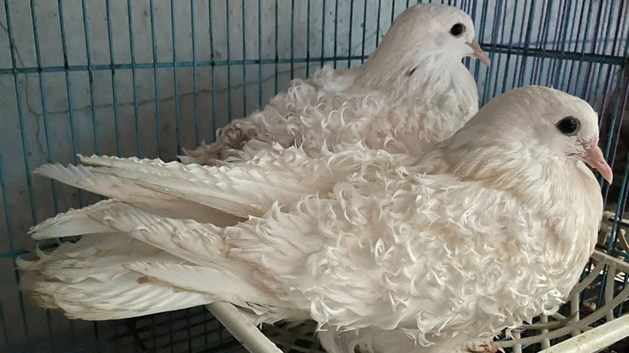 Chúng có kích thước lớn hơn chim bồ câu thường, xuất hiện ở Mỹ và Australia dù có thông tin cho rằng nguồn gốc ở một hòn đảo thuộc châu Á