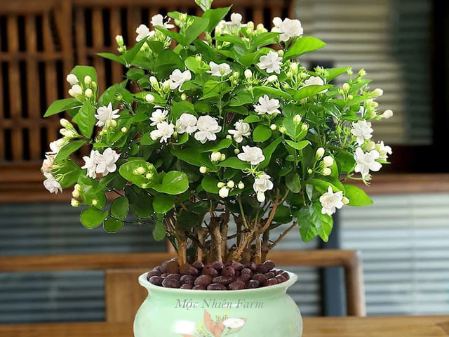 Ngoài yếu tố mùi hương, hoa nhài cũng từng bị dân gian gán với hình ảnh đẹp nhưng mong manh, đôi khi là biểu tượng của vẻ đẹp phù phiếm, không gắn liền với sự tôn nghiêm. Do đó, dù là loài hoa phổ biến, dễ trồng và dễ kiếm, nhưng vào những ngày cúng lễ quan trọng, hoa nhài vẫn nên tránh bày trên bàn thờ.