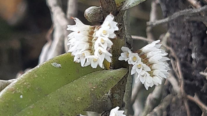 Sau phát hiện, loài hoa lan siêu mini này được mô tả chi tiết và công bố trên tạp chí khoa học Systematic Botany.