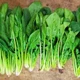 Loại rau giúp chắc xương, giảm nguy cơ mắc bệnh về mắt