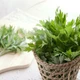 Cách sử dụng ngải cứu chữa rối loạn tiền đình