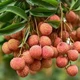 Ai không nên ăn vải?