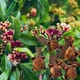 Lợi ích sức khoẻ của nước đinh hương