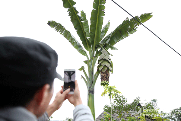 Loai chuoi la dung co doc la than duoc cua nguoi Thai Nghe An