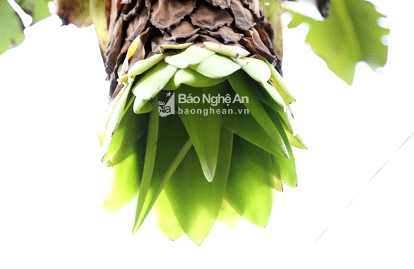 Loai chuoi la dung co doc la than duoc cua nguoi Thai Nghe An-Hinh-4