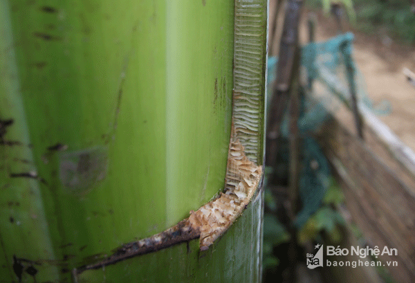 Loai chuoi la dung co doc la than duoc cua nguoi Thai Nghe An-Hinh-3