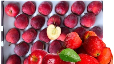 Táo cherry đắt gấp 2–3 lần táo thường vẫn "cháy hàng" 