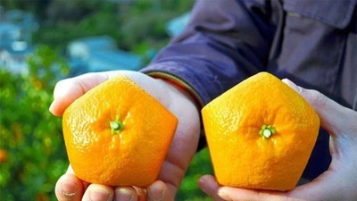 Cam ngũ giác độc lạ gần 1 triệu đồng/kg vẫn khan hàng 