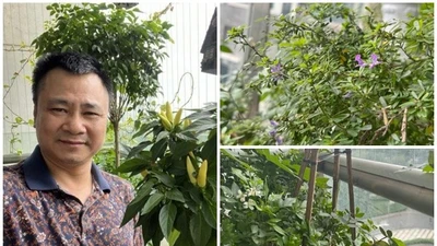 Ngắm ban công xanh mướt trong nhà NSND Tự Long 