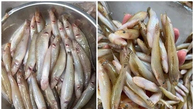 Mỗi năm chỉ có 1 lần, cá "nhà nghèo" thành đặc sản 200.000 đồng/kg
